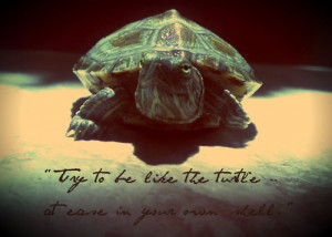 simplephotoss:Turtle giving quoteOr be like my turtle, able to inhale ...