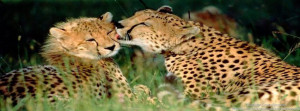 Cheetah timeline cover, Animal timeline cover banner