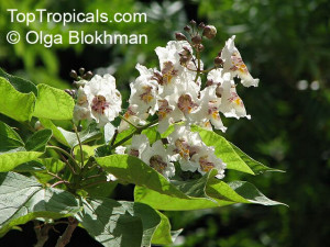 Catalpa Bignonioides Image Search Results