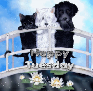 BB Code for forums: [url=http://www.imagesbuddy.com/happy-tuesday-dogs ...