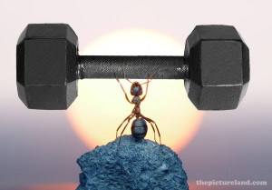 Funny Pictures Of Weight lifting Ant