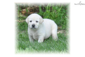 -registered-whiteivory-yellow-lab-puppiesdog-labrador-retriever-puppy ...