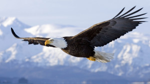 Bald Eagle in mid-air flight over Homer Spit Kenai Peninsula Alaska ...