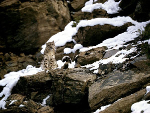 Snow Leopard Seen at the Gangotri National Park