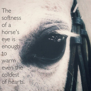 Horse Quotes Tumblr