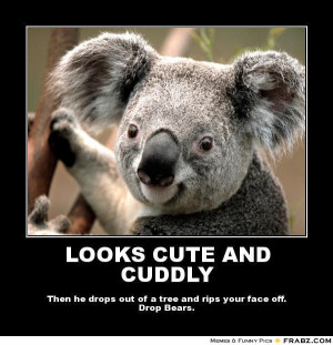 Funny Koala Memes Koala bears not bears