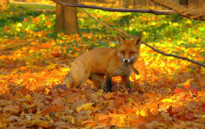 people, some animals love autumn and the bright foliage of the forest ...