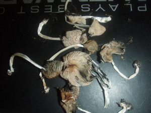Mushroom ID needed on possible P. Caerulipes?