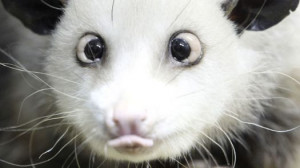 Sylvia Robinson, 'Mother of Hip Hop,' passes away at age 75