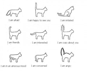 Understanding Cat Body Language | Cat-Health-behavior.com