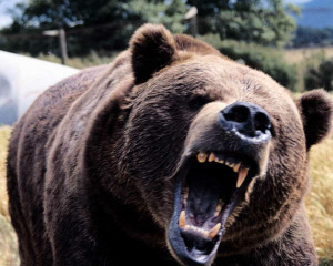 Angry Black Bear Photo