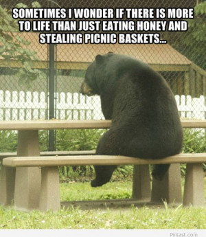 funny bears