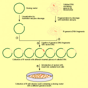difference between mitosis and cloning
