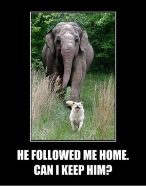 funniest dog and elephant pictures, funny dog and elephant pictures