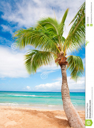 Free Palm Tree Bay Royalty