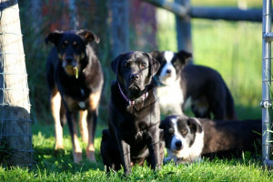 Coping With The Loss Panion