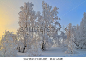 Fir Firs Trees Snowy Winter