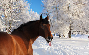 funny horse tongue out funny horse top photo funny little horse horse