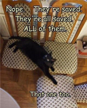 Funny Pictures, Funny Cat, Movie Theater, Seats, So Funny, Kitty ...