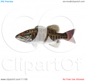 Smallmouth Bass Tattoo Designs Of A Fish picture