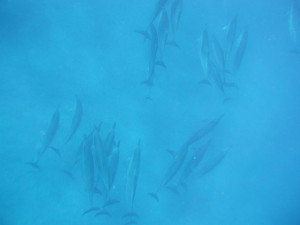 Keiko's Dolphin & Dragonfly Photos