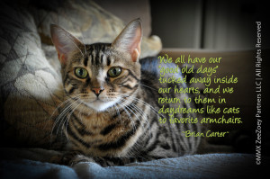 ... Quotable Photo Series: What do the “Good Old Days” Mean to a Cat