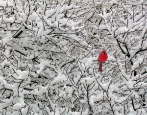 Cool Animal Pix: Birds in the Snow