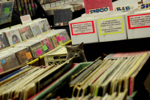 Record Store Kitty by thomasmperry on Flickr