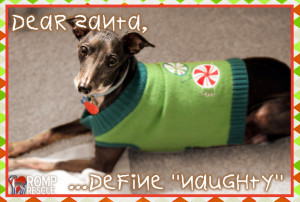 Christmas Card Ideas for your Dog - ROMP Italian Greyhound Rescue