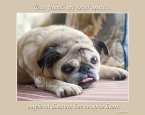 Gretta the pug True Friends Are Never Apart IMG_3851 by Pugs and ...