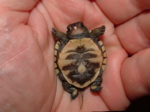 Baby turtle on its back