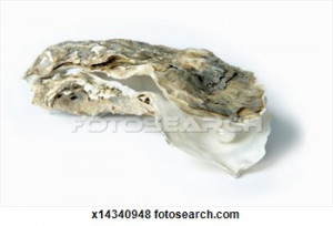 pearl inside oyster shell close up x14340948 foto search stock images