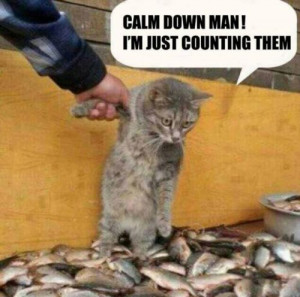 Calm Down Man! - Cat humor