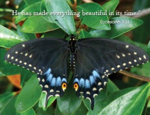 Price: $12.00 + $5.00 for shipping