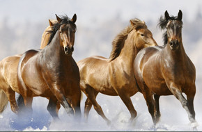 Horse Farm | Wyoming, PA | Ide-L Acres Performance Horses | 570-406 ...