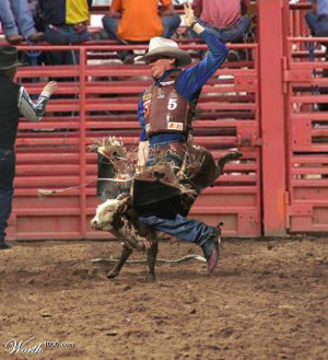 Go Back > Gallery For > Bull Riding Quotes And Sayings