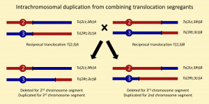 chromosomes D l tion Duplication Inversion Insertion Translocation