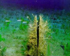 Deep Ocean Animals And Plants