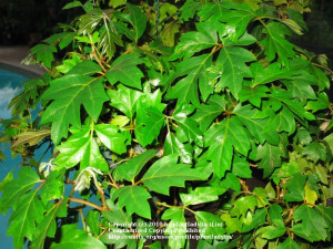 House Plants database : Cissus rhombifolia 