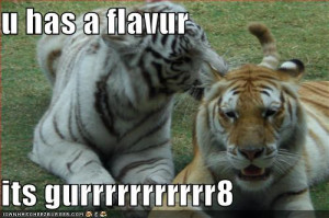 Funny tigers, funny tiger pictures, pictures of tigers, white tiger ...