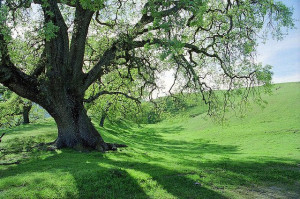 The Oak Tree: The Oak Tree Poem