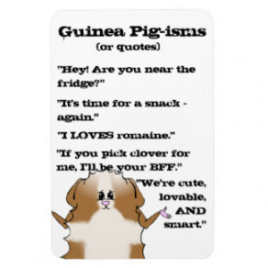 Abyssinian Guinea Pig Sayings Vinyl Magnets