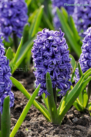 blue hyacinth macaw , Hyacinth Flowers