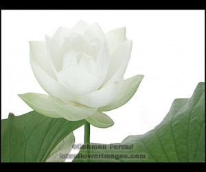 Related Pictures lotus flowers tattoo images lotus tattoos