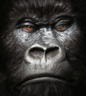 Trouvé sur le Congo rangers blog , un gorille visiblement très ...
