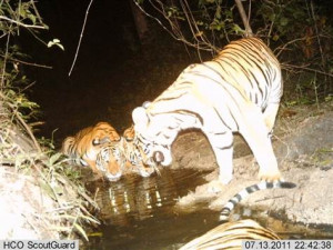 Rare wildlife caught by camera traps in Thailand