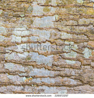 ... Wood(rind,bark) Tree Texture Background Pattern,Tree bark texture