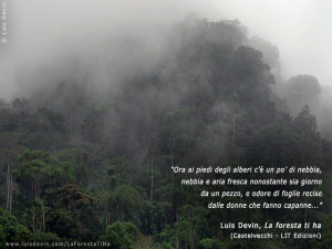 Nebbia tra gli alberi della foresta equatoriale (Camerun).