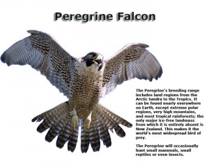 Peregrine Falcon Can Dive