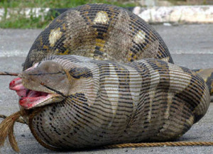 Photo in the News: Python Eats Pregnant Sheep